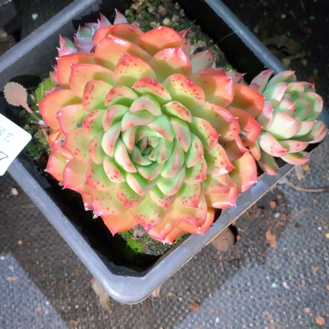 6387杂交多肉植物基地