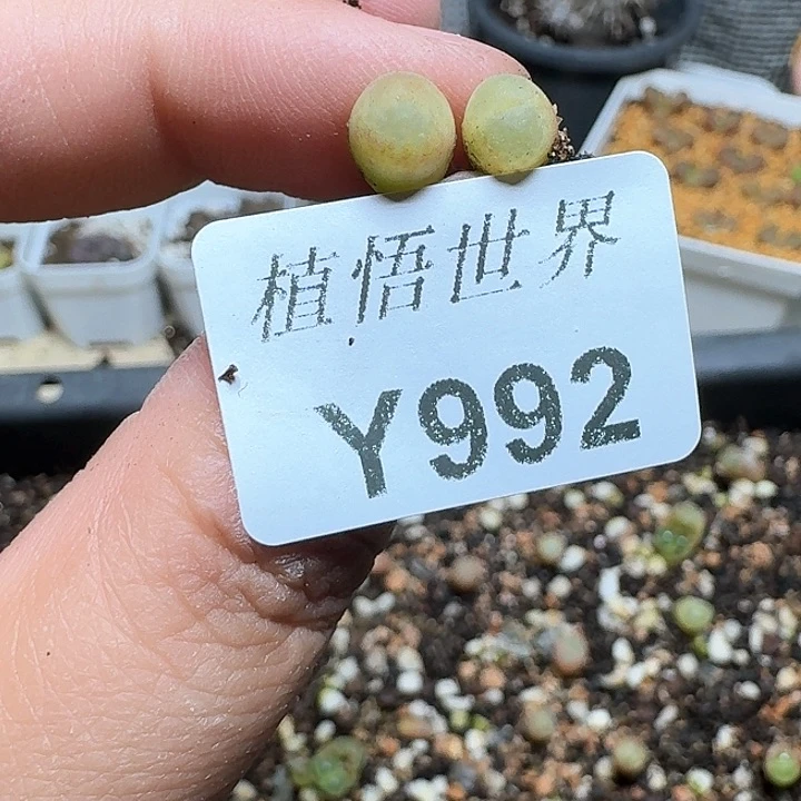 992盒多肉植物哇x c
