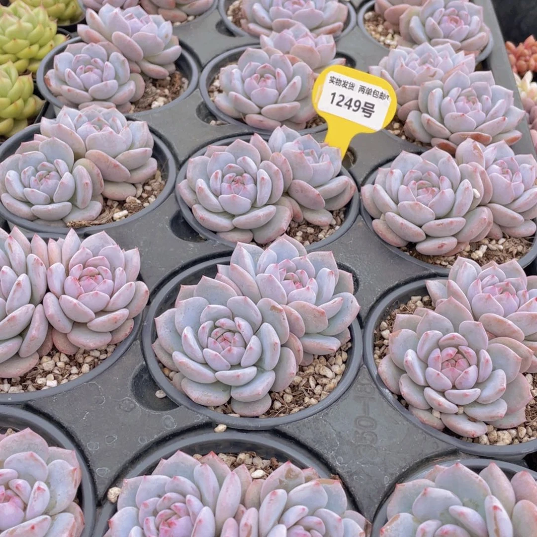 1249号 丸叶星星橙大双头一个