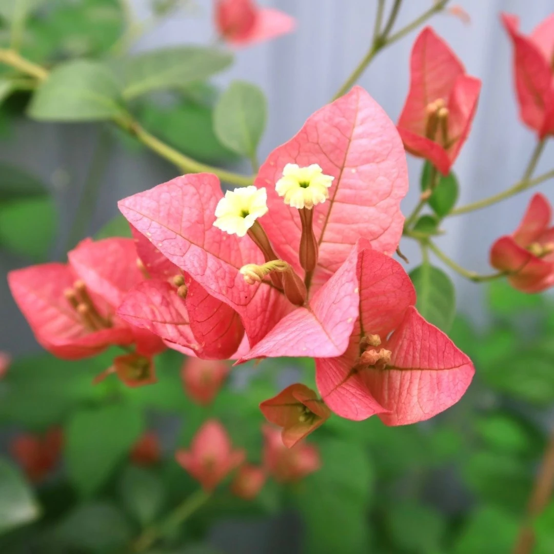 卡雅塔 三角梅大苗好养易开花花卉基地  不带花