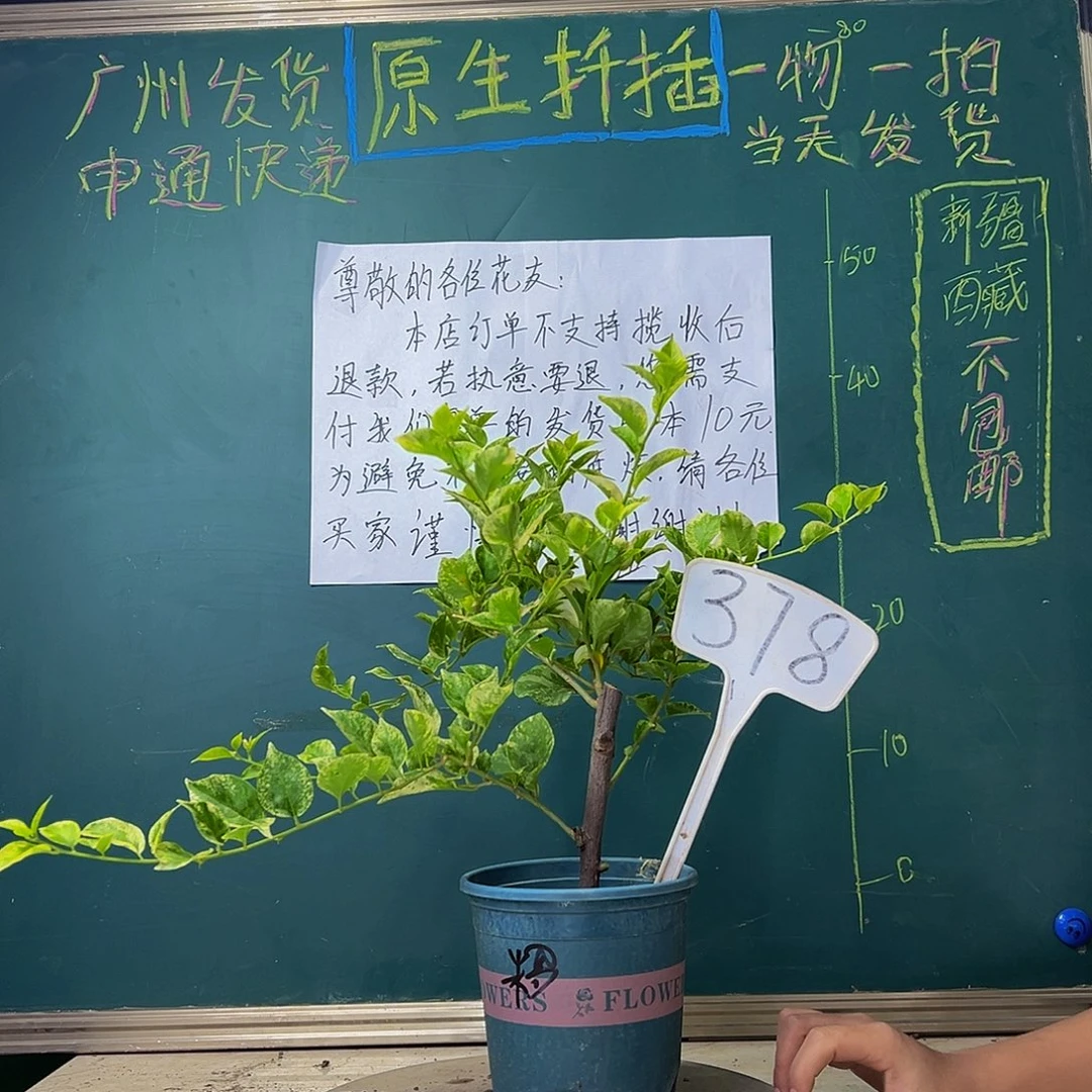 当前无花栽培后可以开花粗杆 斑叶米罗378