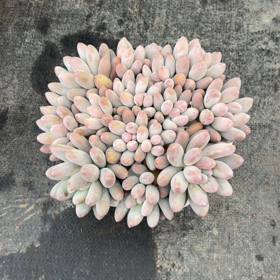 锦***上汤圆自然群多肉植物