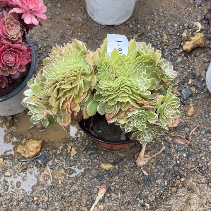 J***y7.16-1高贵缀化寄养