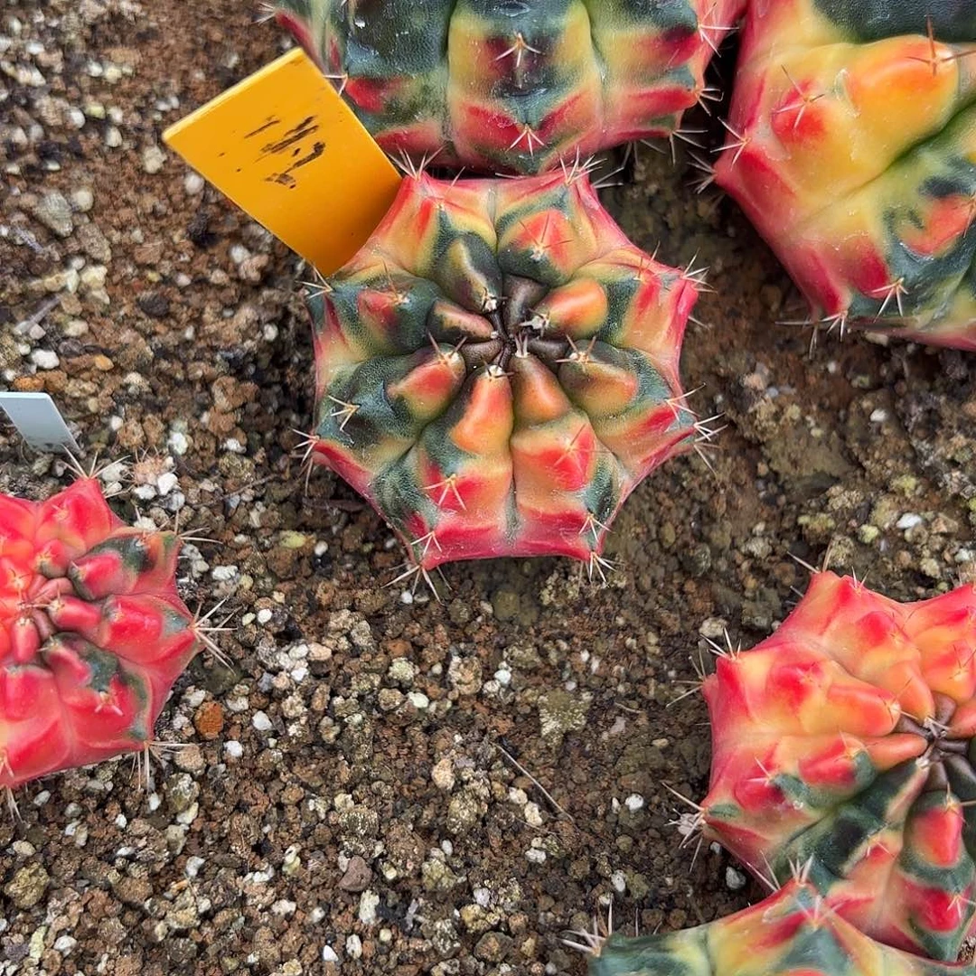 大***️42-1107泰国发货多肉