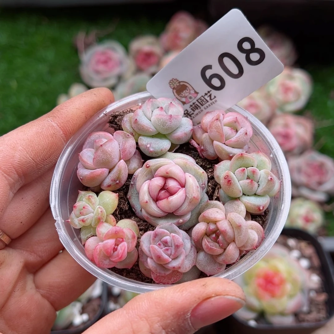 多肉植物多肉植物