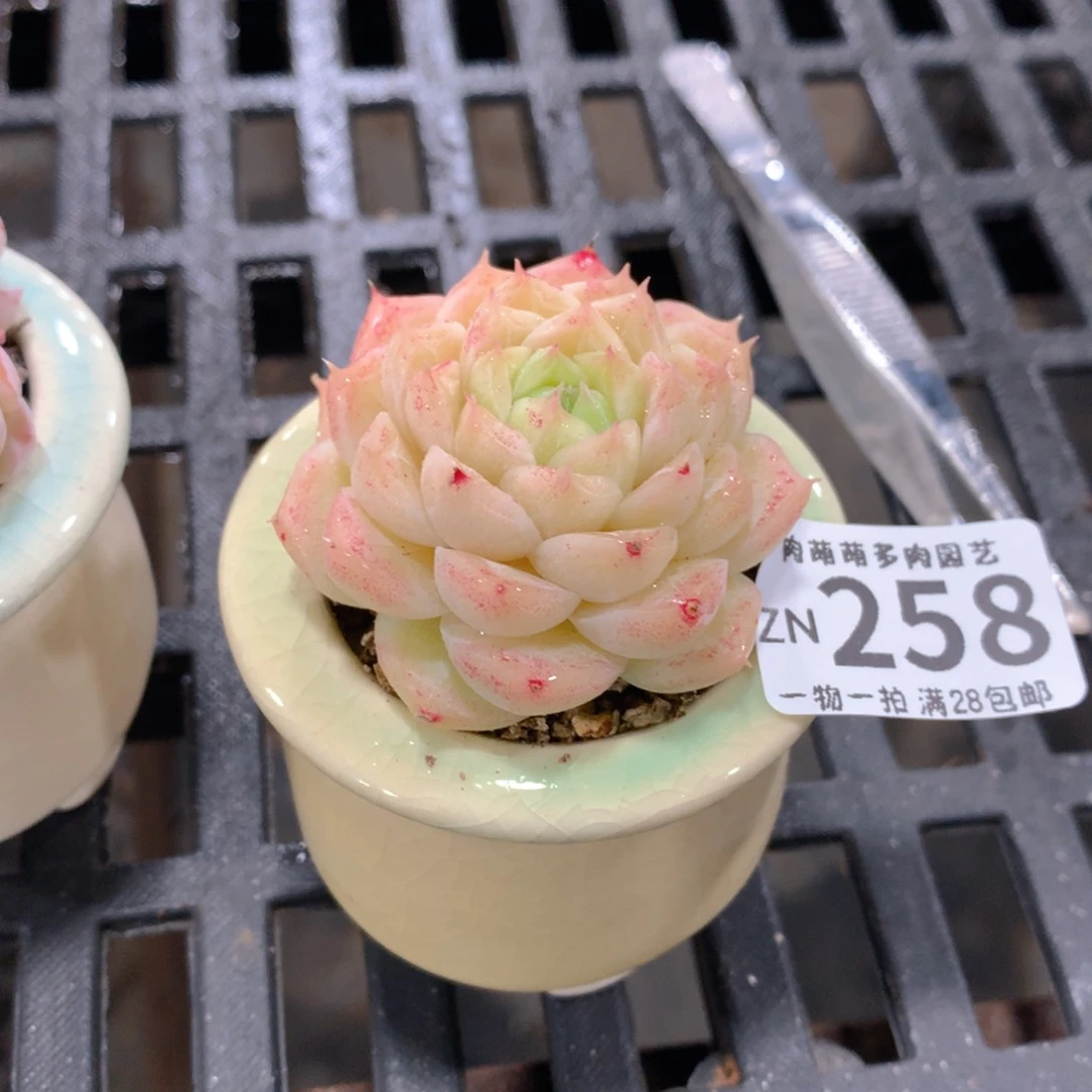 肉萌萌拇指盆精控多肉ZN258