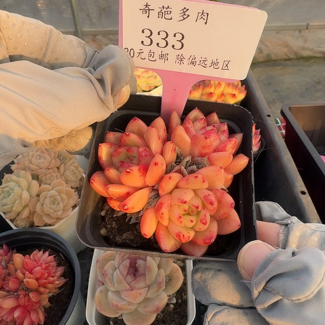 333 脱土 群生不包整 30元包邮非偏远