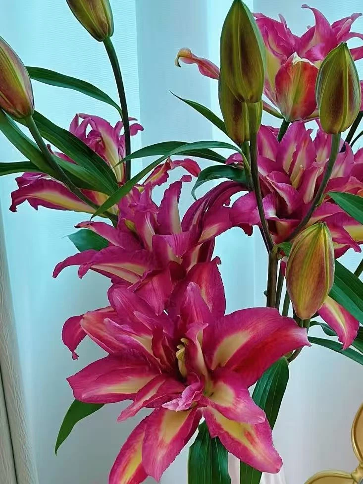 《优选》蕾哈娜百合花朵巨颜值开花大养护修剪叶子养护