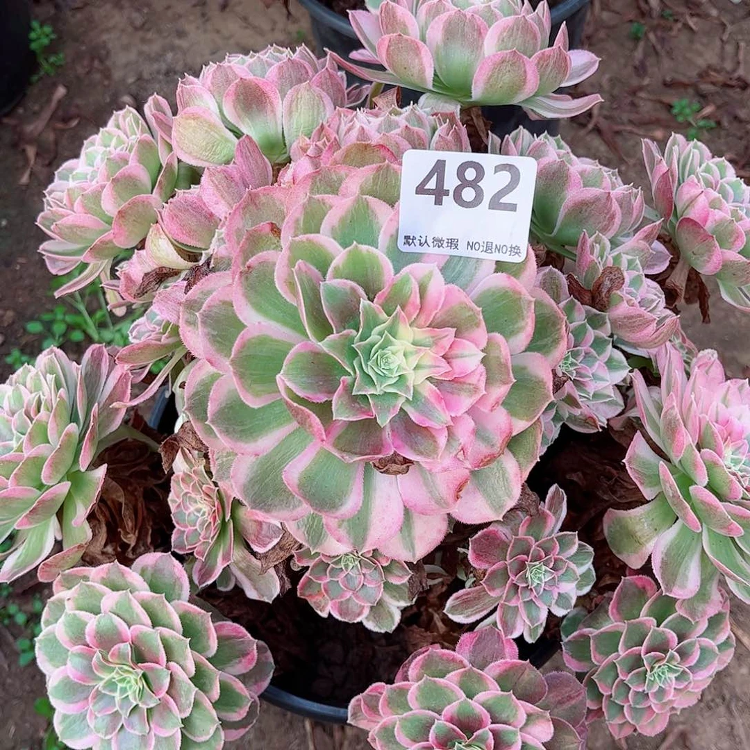 无花朵多肉植物482