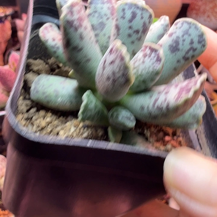 周***凤一物一拍，感谢支持