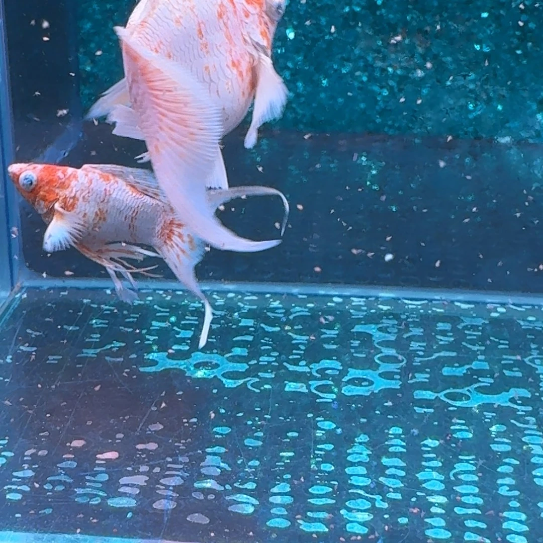 黑玛丽鱼511号玛丽2条