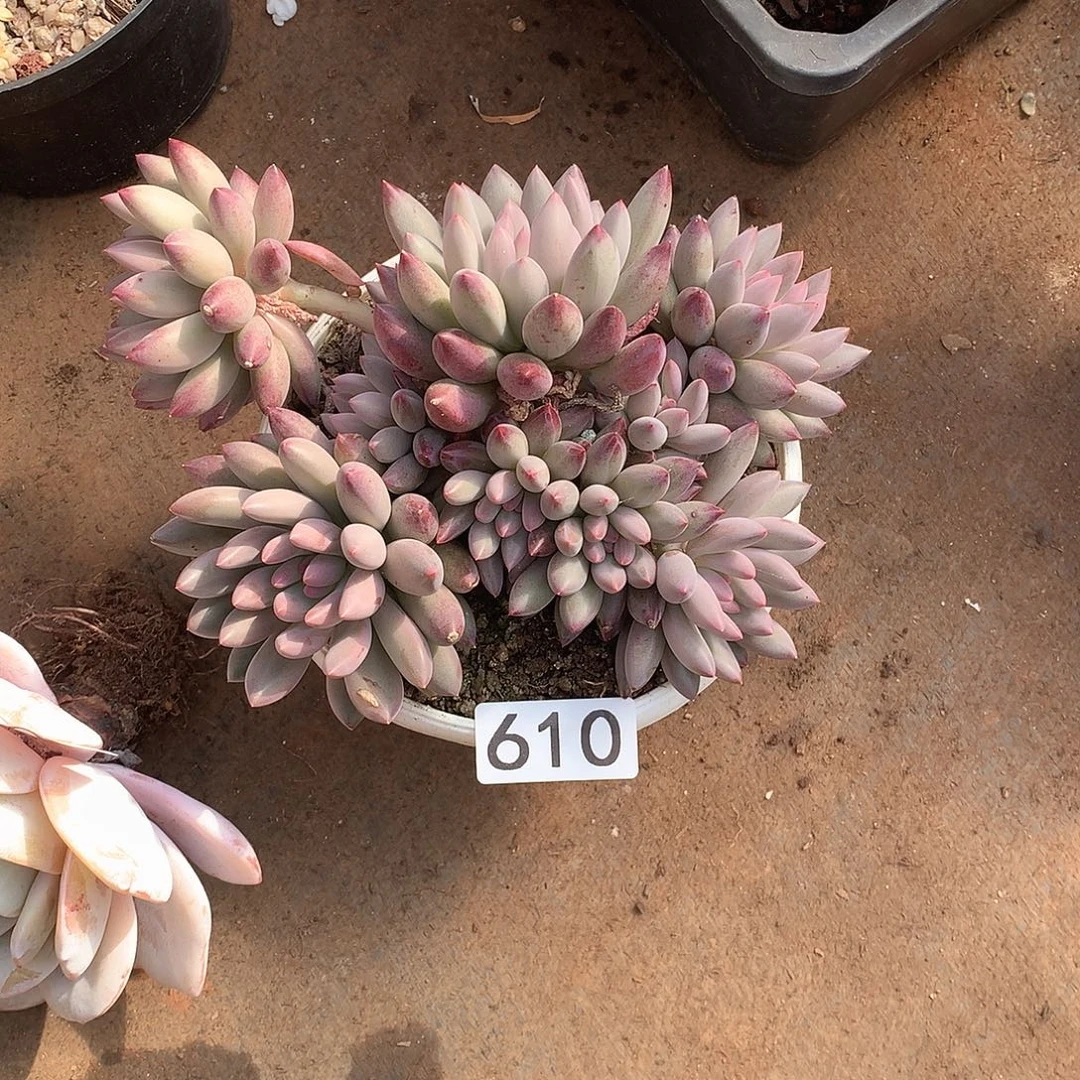 610 一物一拍多肉