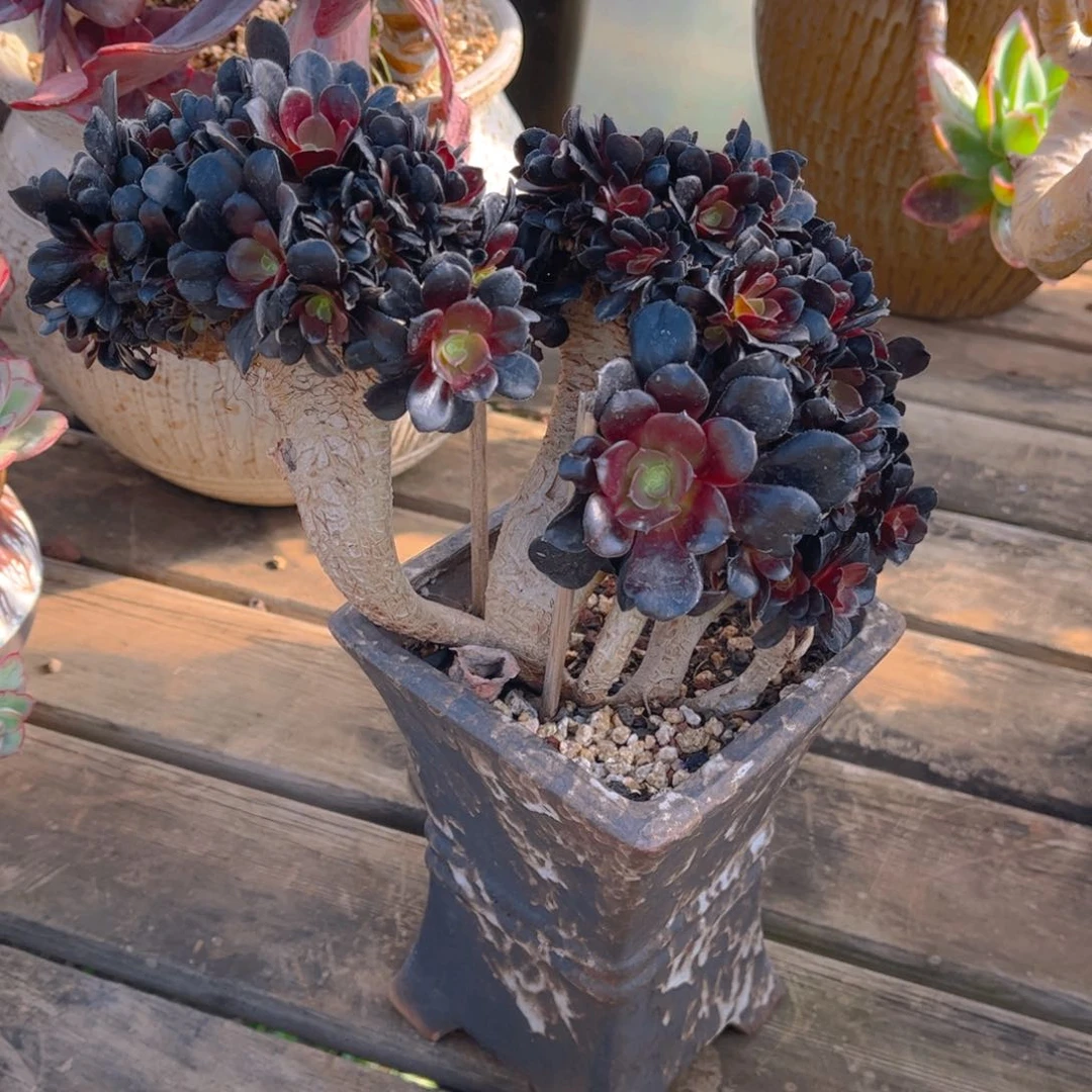 环*姐多肉植物组合