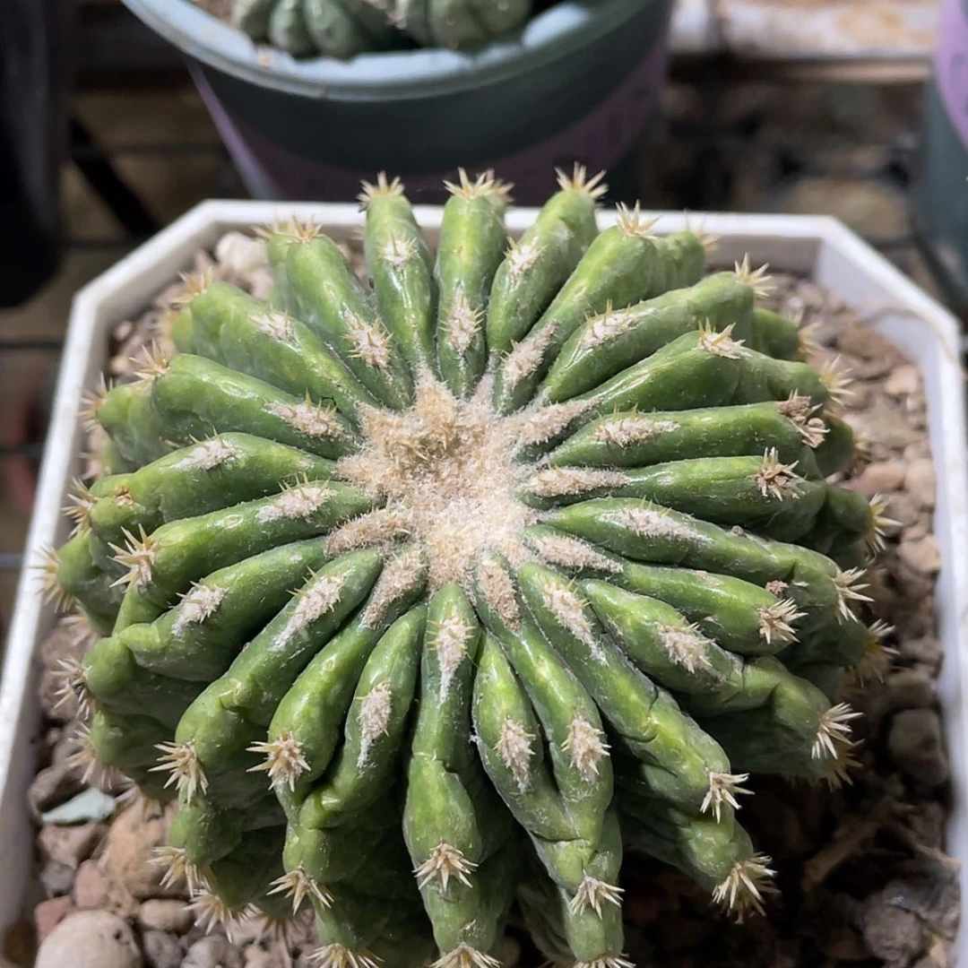 【闪购商品】裸虎养定根666