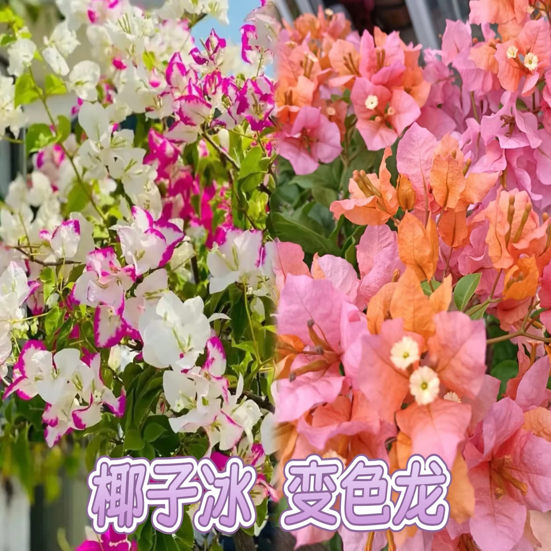 （椰子冰+变色龙）到手2棵 三角梅四季勤花袋苗 不带盆不带花