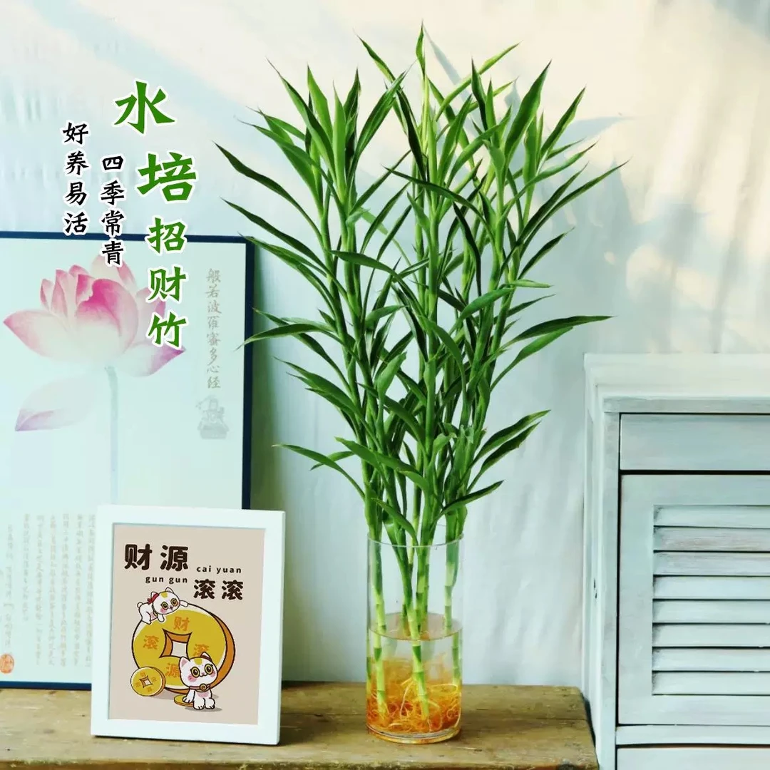 招财竹水培植物节节高室内聚财转运前台办公桌摆件净化空气绿植