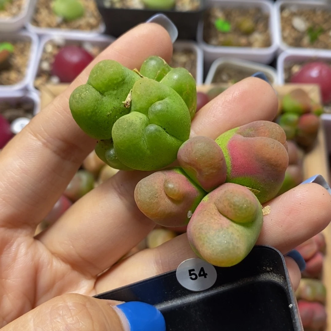 4头两颗（畸形头）疤多肉植物54