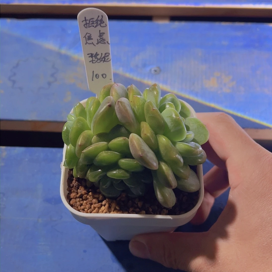 拒**虑多肉植物，珍妮