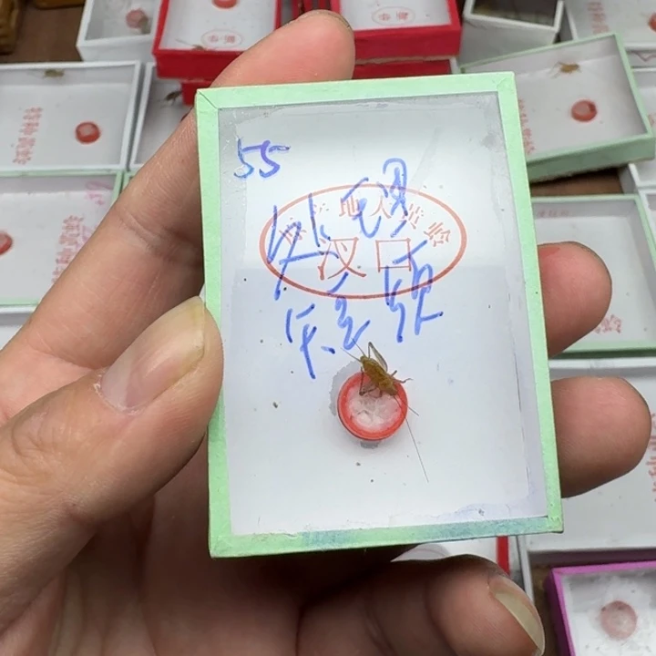 用***6蟋蟀1111121111111111