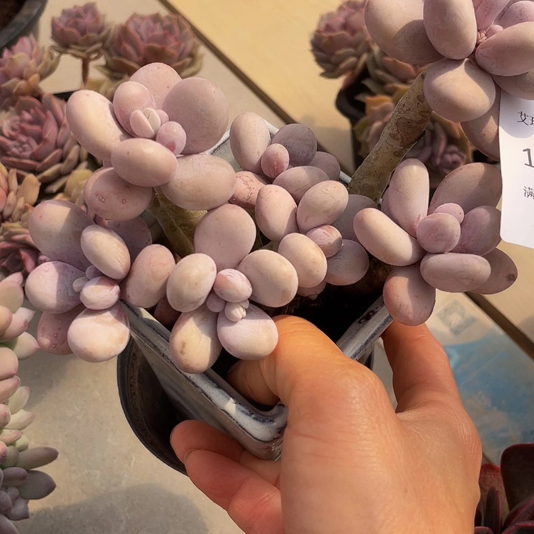 原始奶酪077 多肉多肉多肉