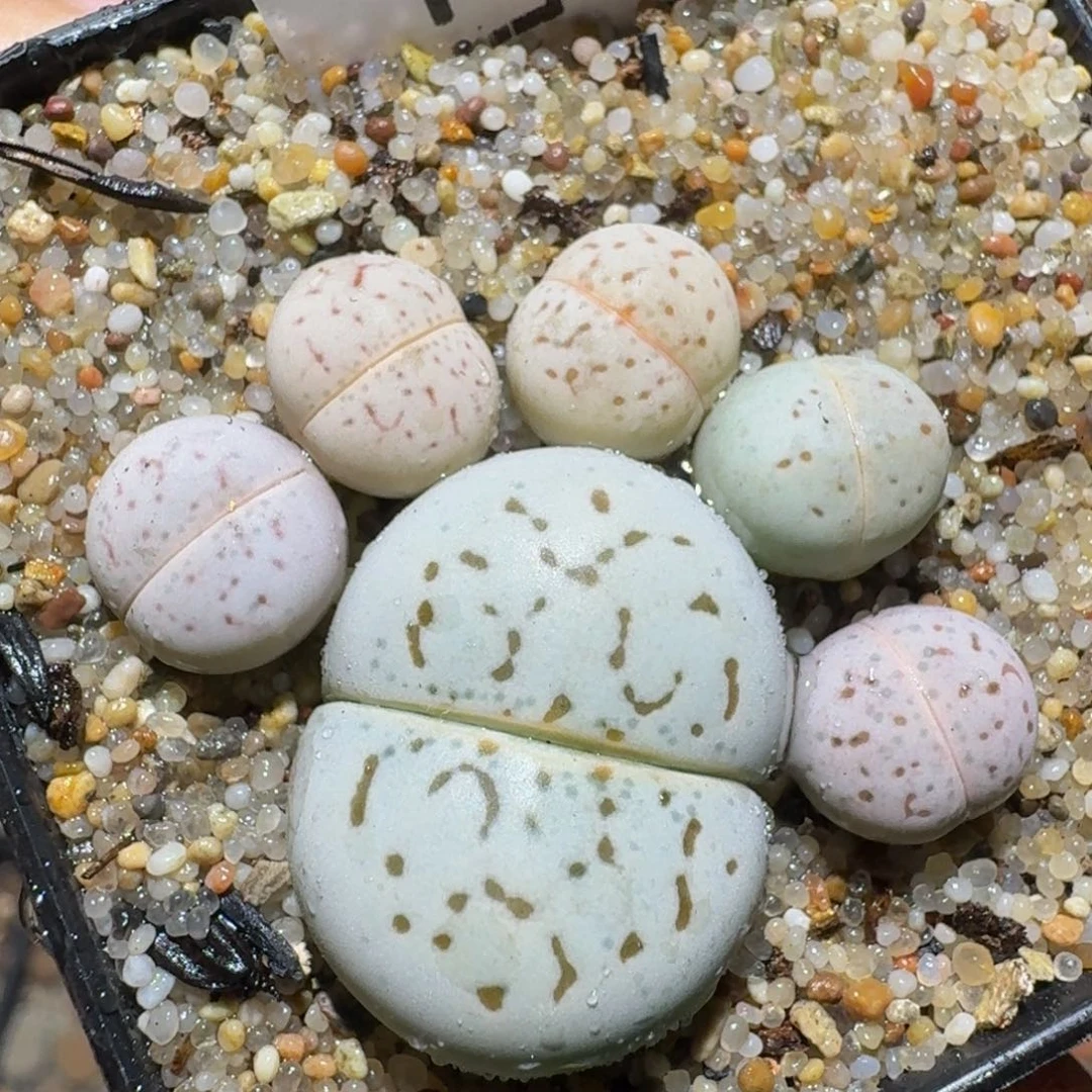 zzzz精品生石花1196