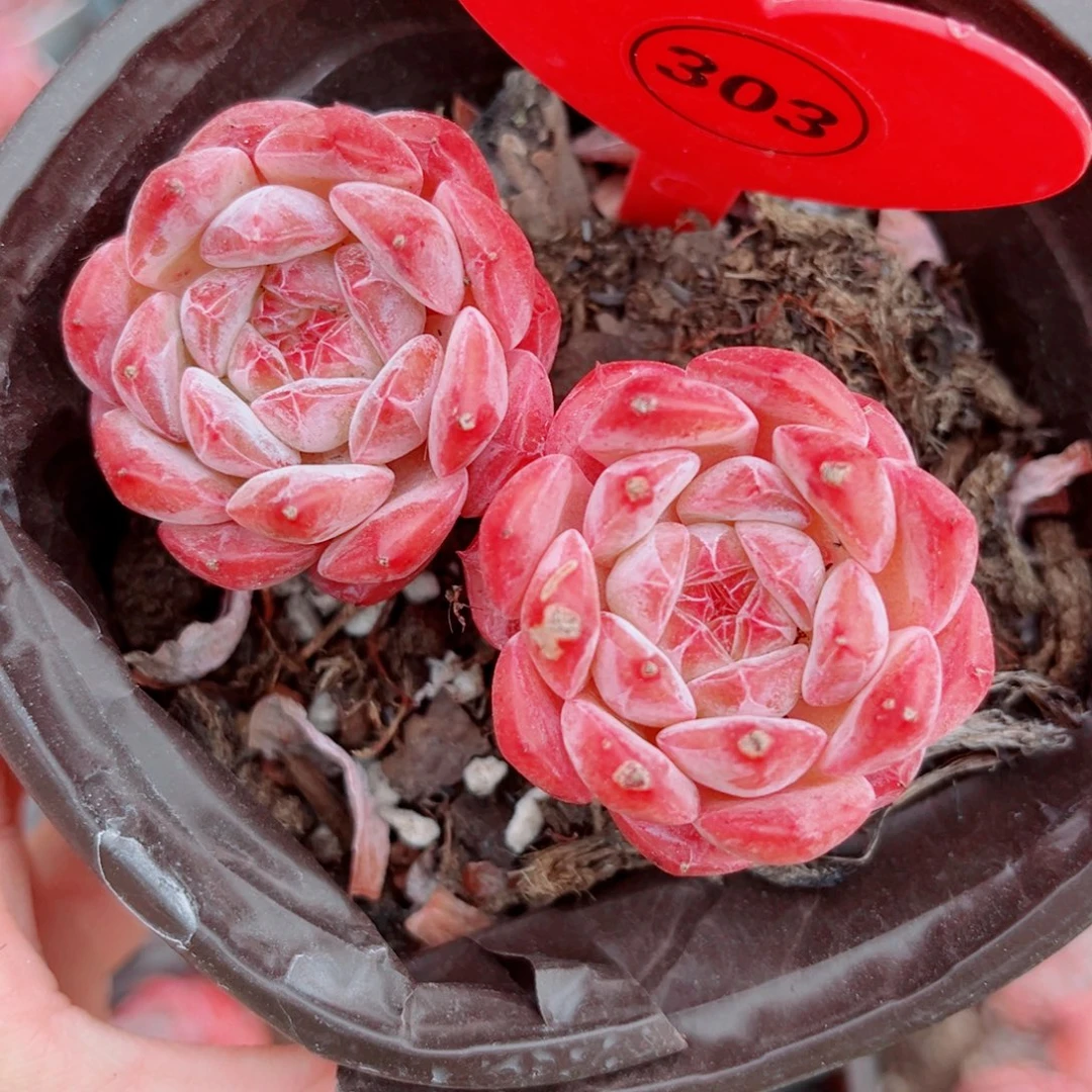 303号小老桩糖钻双头