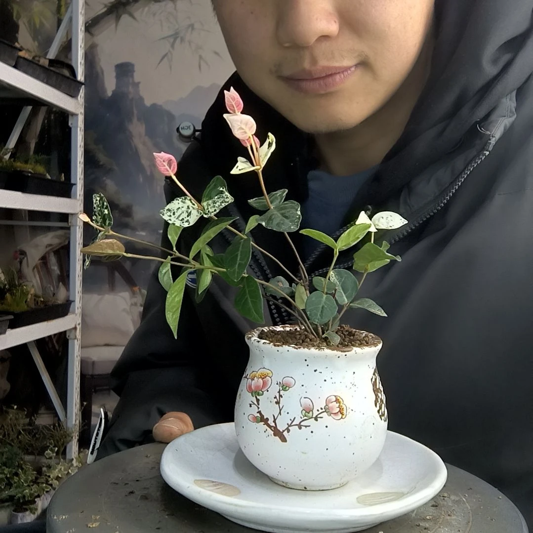 茹小盆景小植物一物一拍190