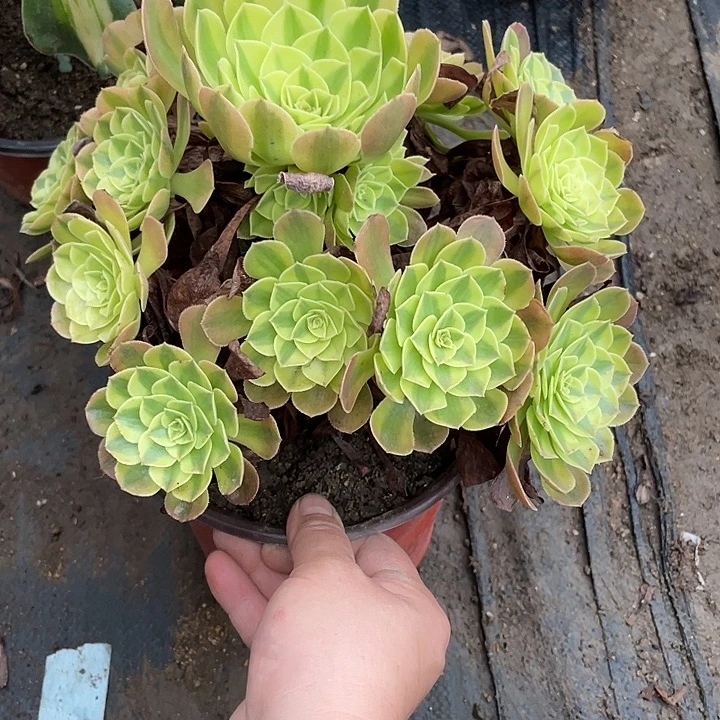 117雨荷多肉植物法师