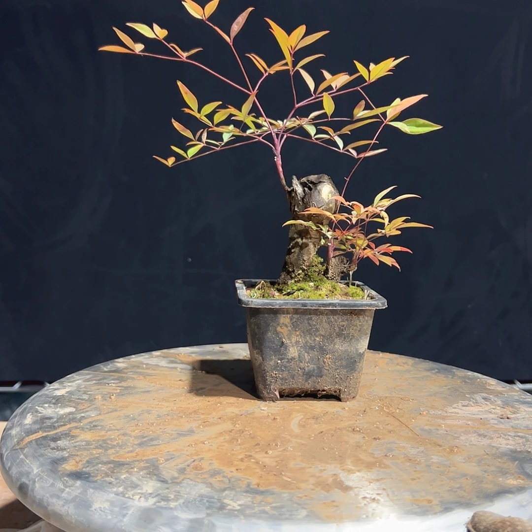 不开花植物C3333333