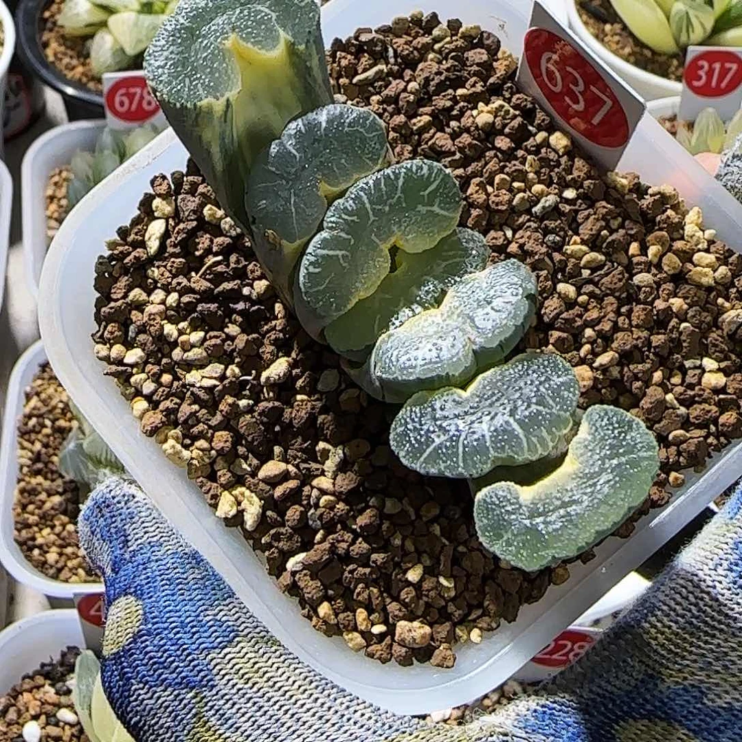 637号糊斑大绳玉扇锦 8 厘米左右一物一拍带盆发货