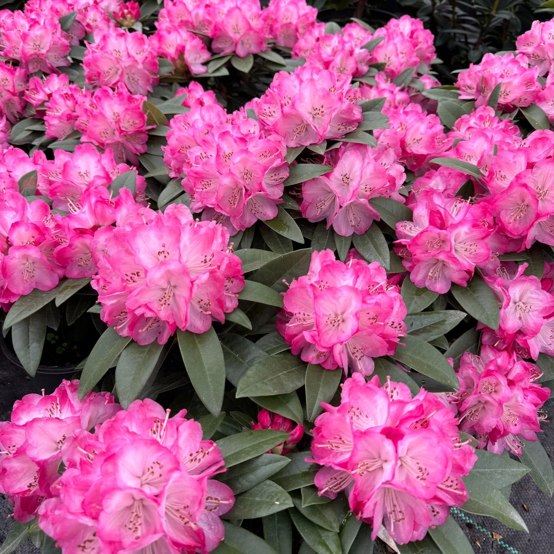 高山杜鹃 双娇粉1.5伦盆【4年老桩 带花苞发货】