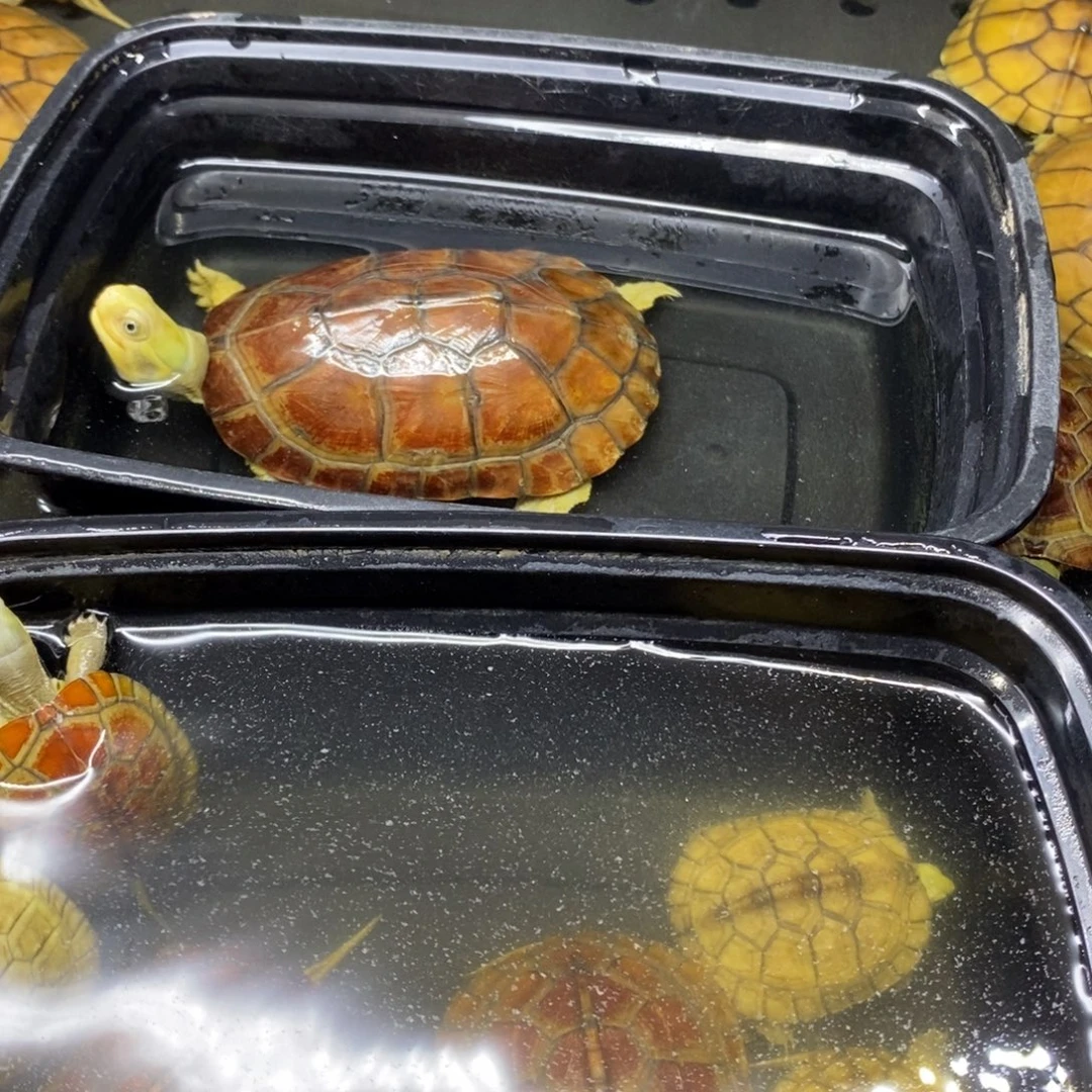 明***生宠物龟母Fvhcvhhvv