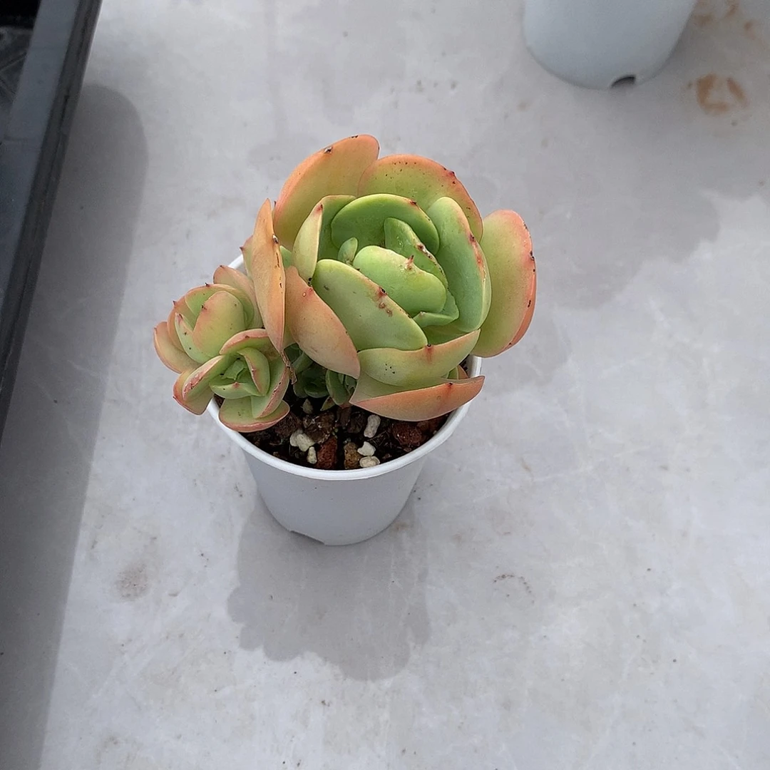 美****店碧桃多肉植物一颗