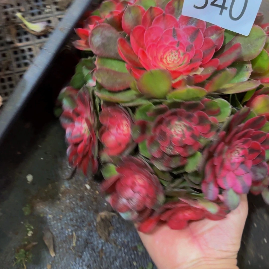 ❥****540多肉植物荔枝特价