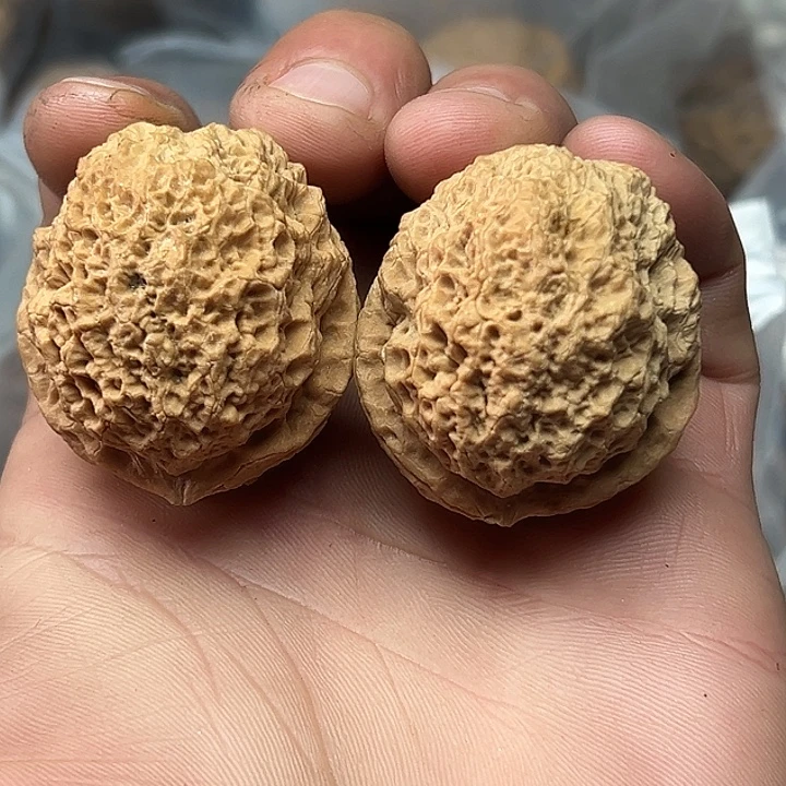 核桃52号蚂蚁窝39尺