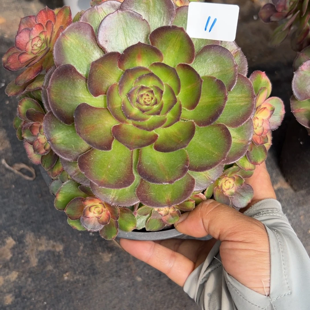 11海王七白多肉植物系