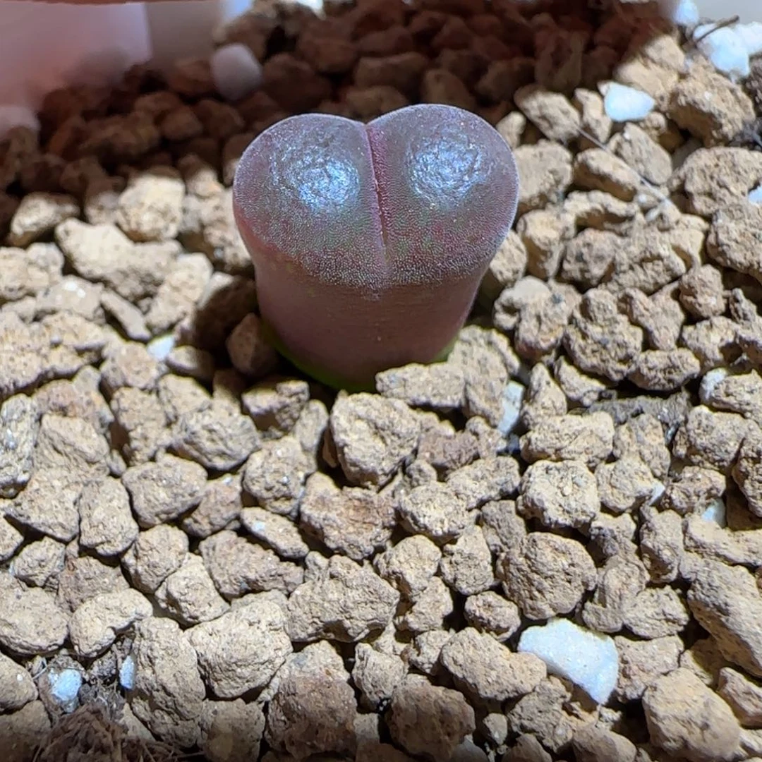 肉锥多肉植物组合-恩东170