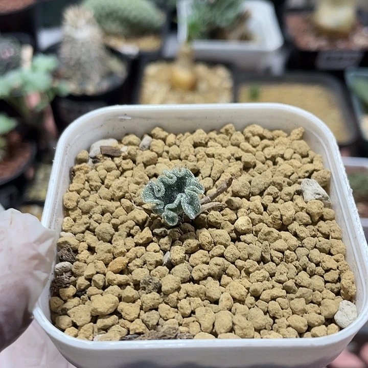 096冰晶海带雾冰玉