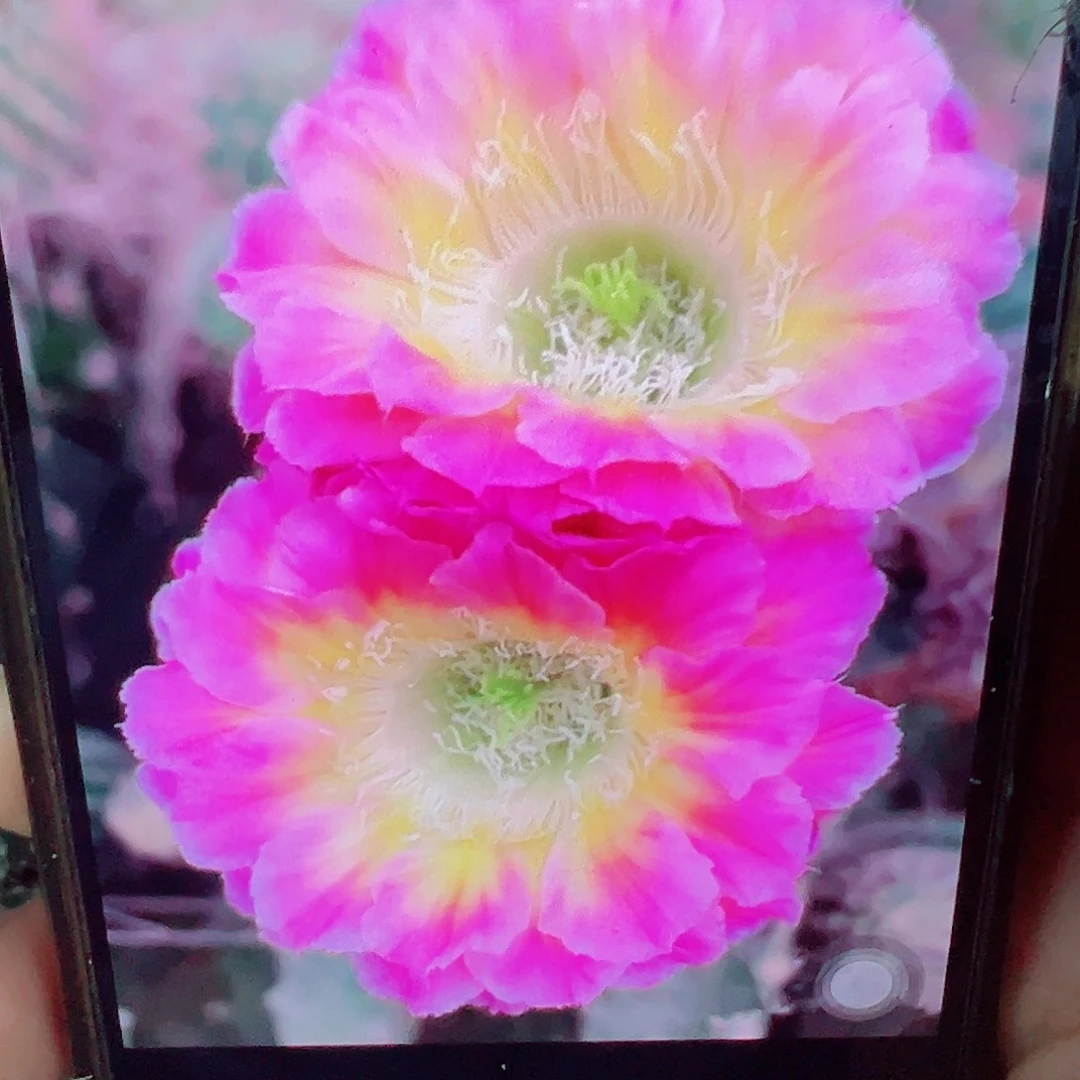 彩草 萤火虫t侧芽 满20包邮