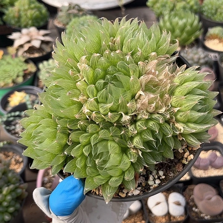 372 实生十二卷大母本群 带盆土