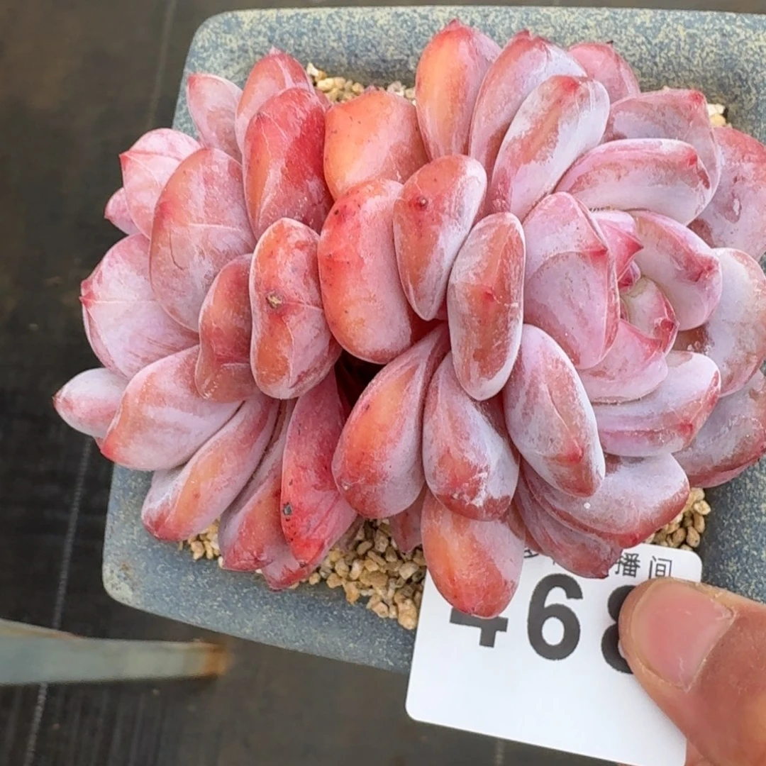 雪之魄母本          摇身一变高富帅，一夜暴富动作快