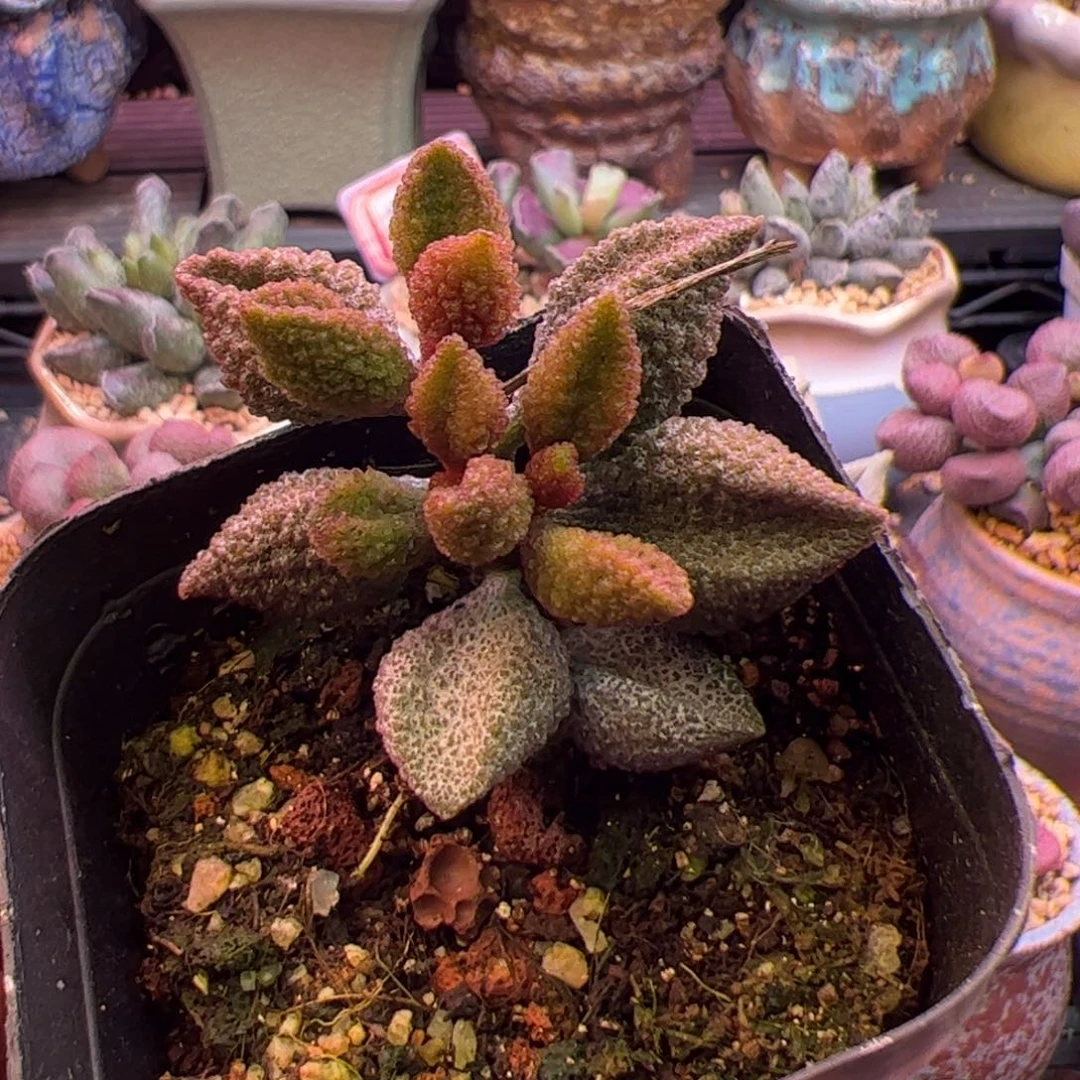 荔枝皮。