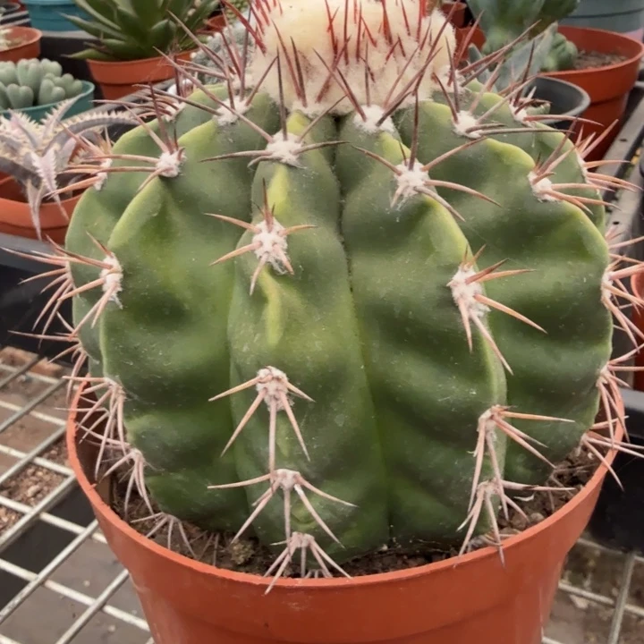 实生大紫云12仙人球