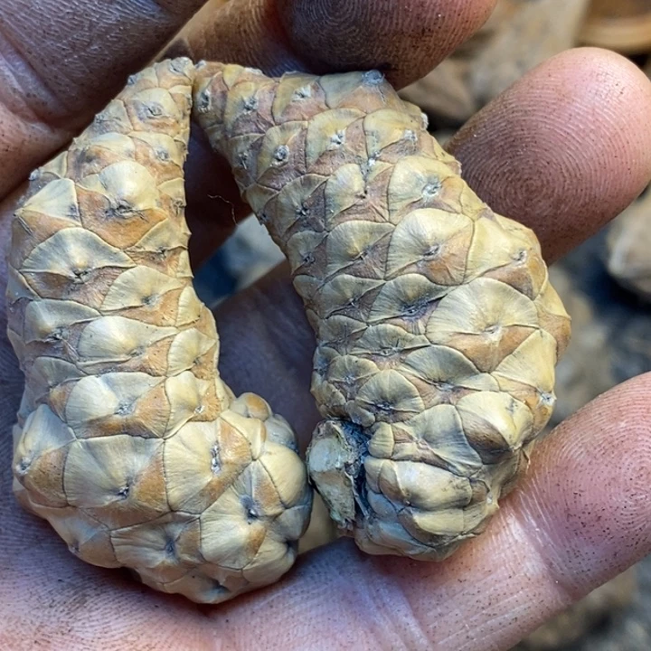 吊坠桃核娜姐你真的181