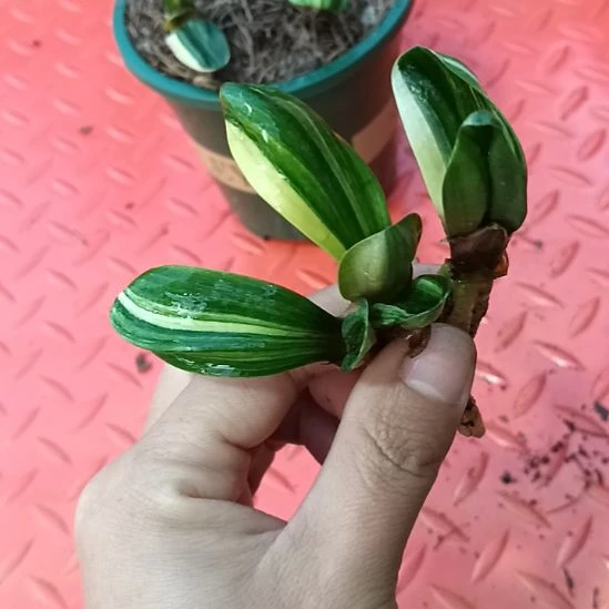 特色花卉君子兰小苗