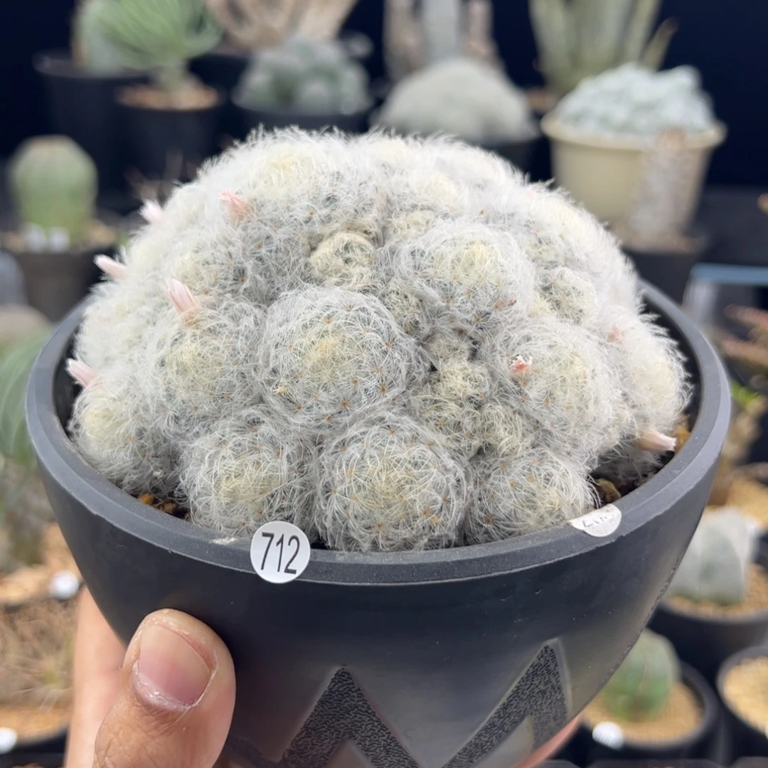 白星13一物一拍712