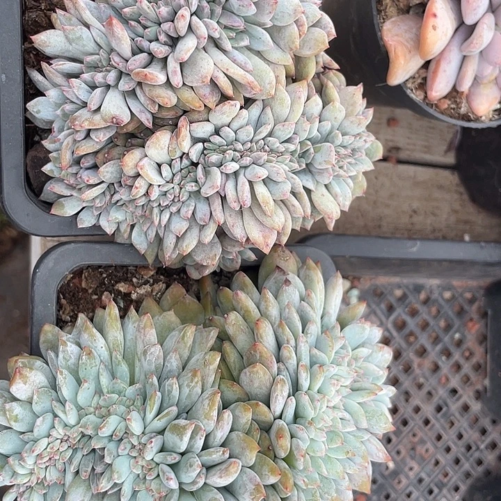 两盆石榴子星影缀化有切156