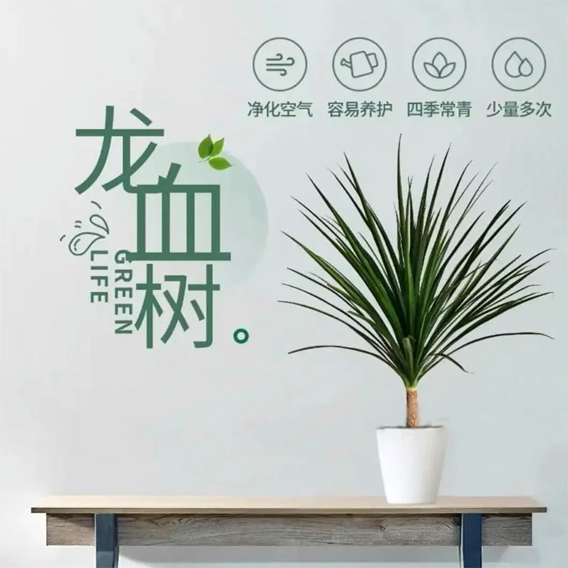 龙血树单杆盆栽室内耐养易活四季常青可净化空气龙须树观赏绿植