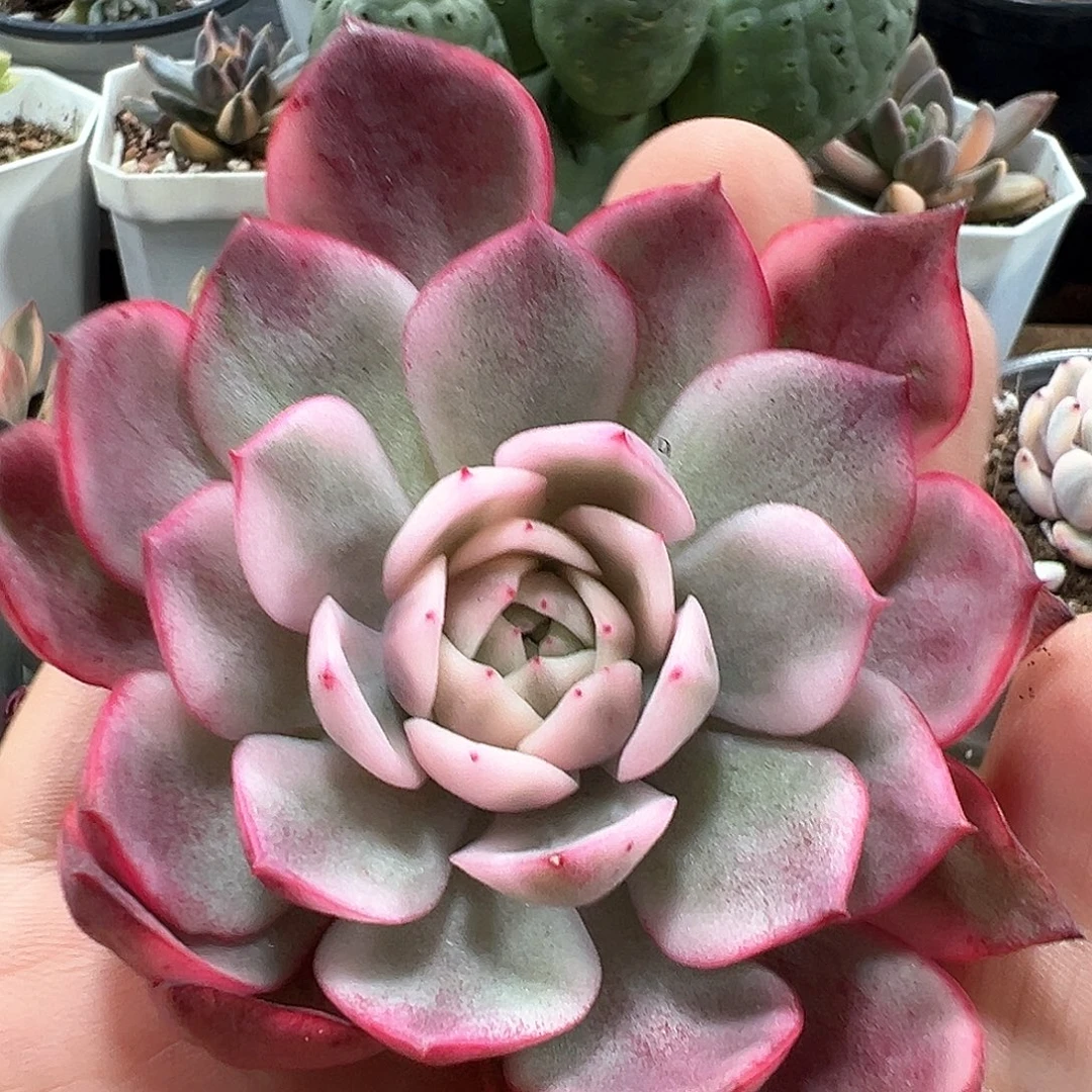 韩水晶锦小方花圃一物一拍