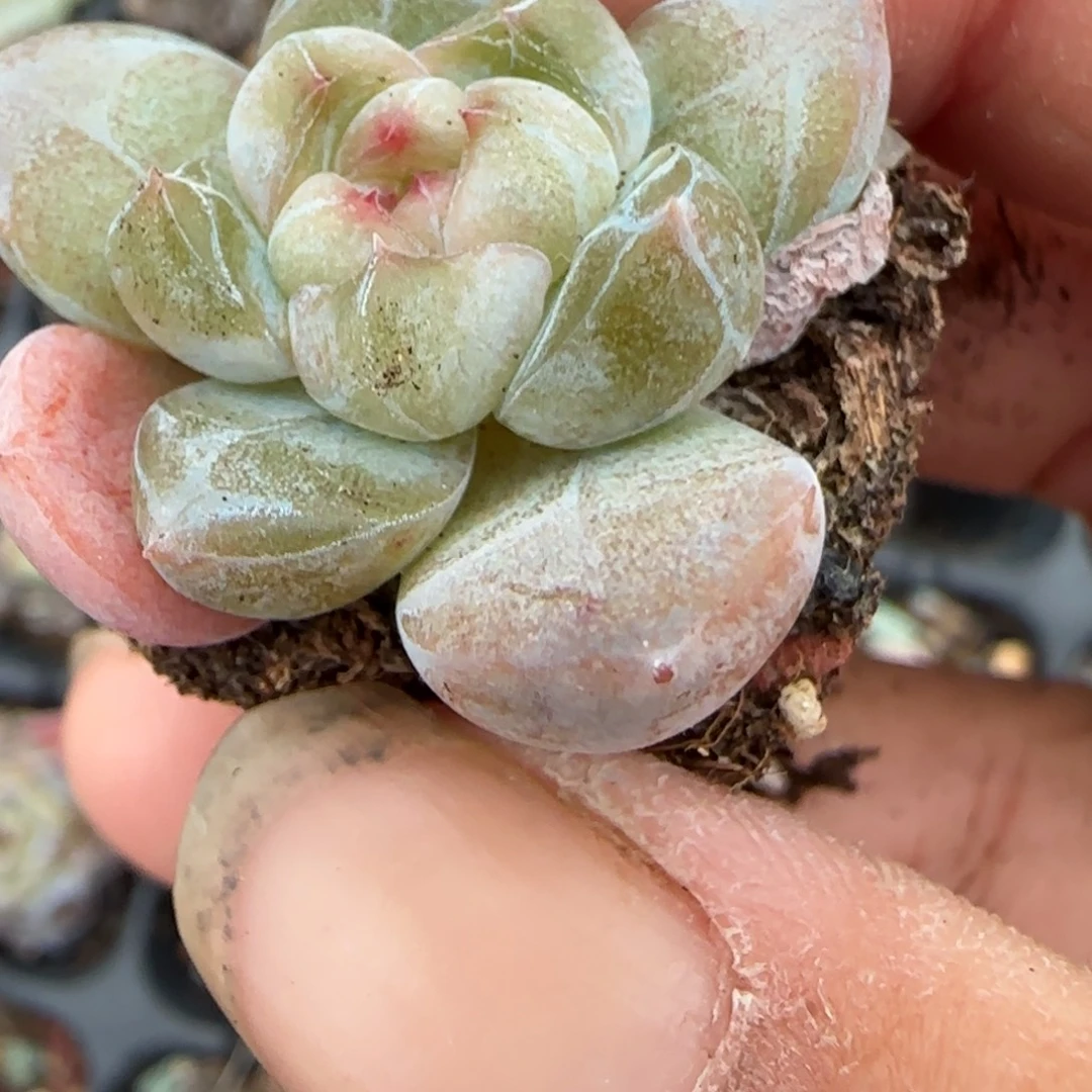 小卡拉米糖心一物一拍